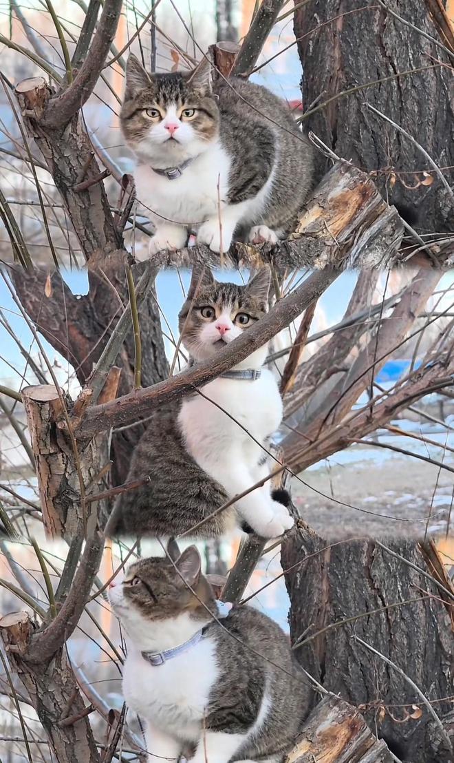 一只猫后涨粉40万还带火了新疆酸奶新利娱乐骑行博主赵朔火了途中捡到(图2)