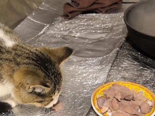 一只猫后涨粉40万还带火了新疆酸奶新利娱乐骑行博主赵朔火了途中捡到(图10)