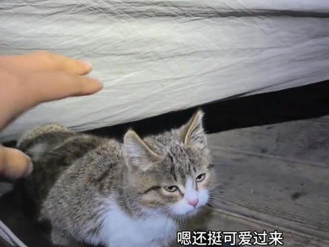 一只猫后涨粉40万还带火了新疆酸奶新利娱乐骑行博主赵朔火了途中捡到(图12)